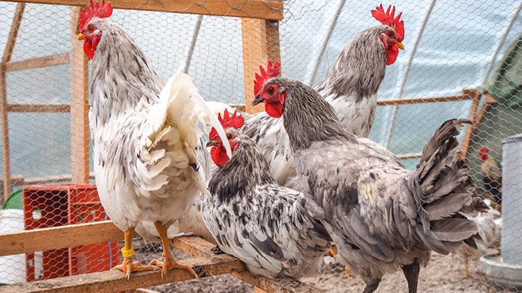 Wird Huhn oder Hahn gegessen?