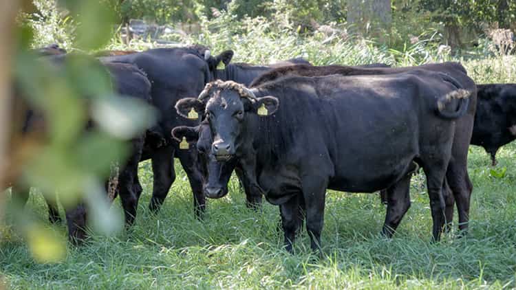 Fleisch online kaufen