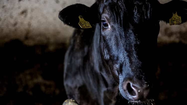 Deutsches Wagyu