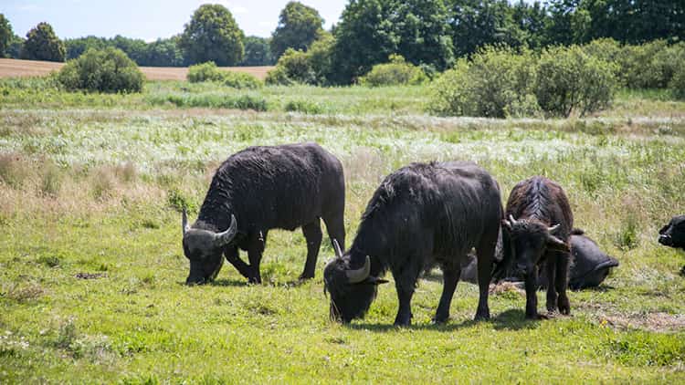 Weideschuss