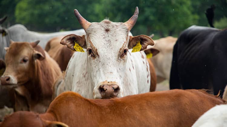 Zebu