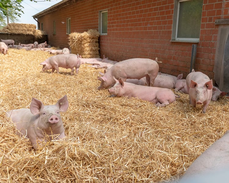 Aktivstall-Schwein von Kalieber im Außenbereich